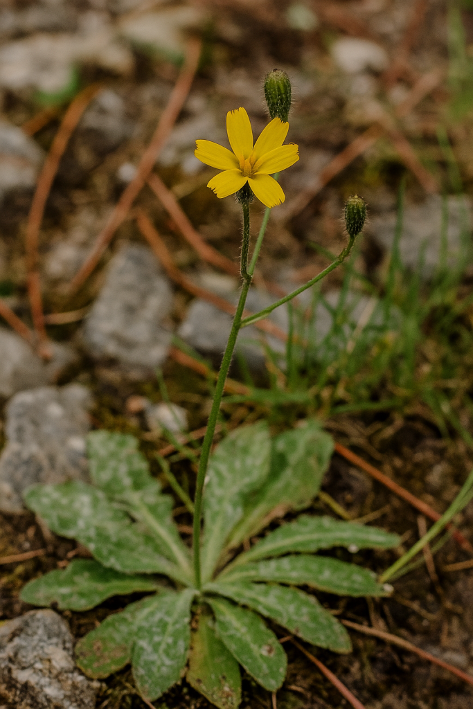 ChatGPT Image May 30 2025 01 08 00 AM