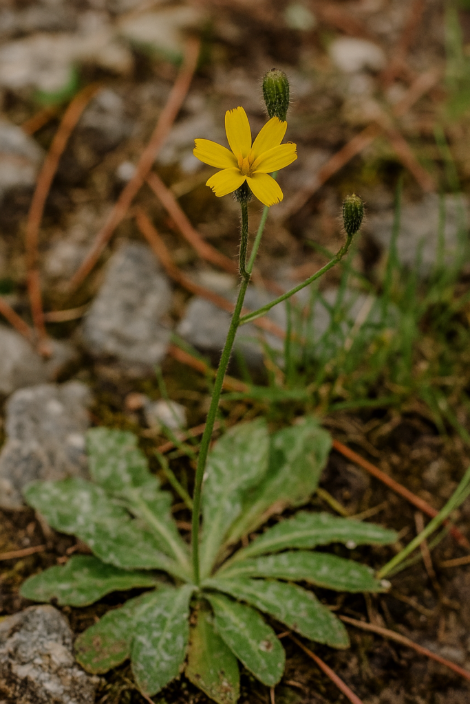 Hawkweed Dandelion Lookalike