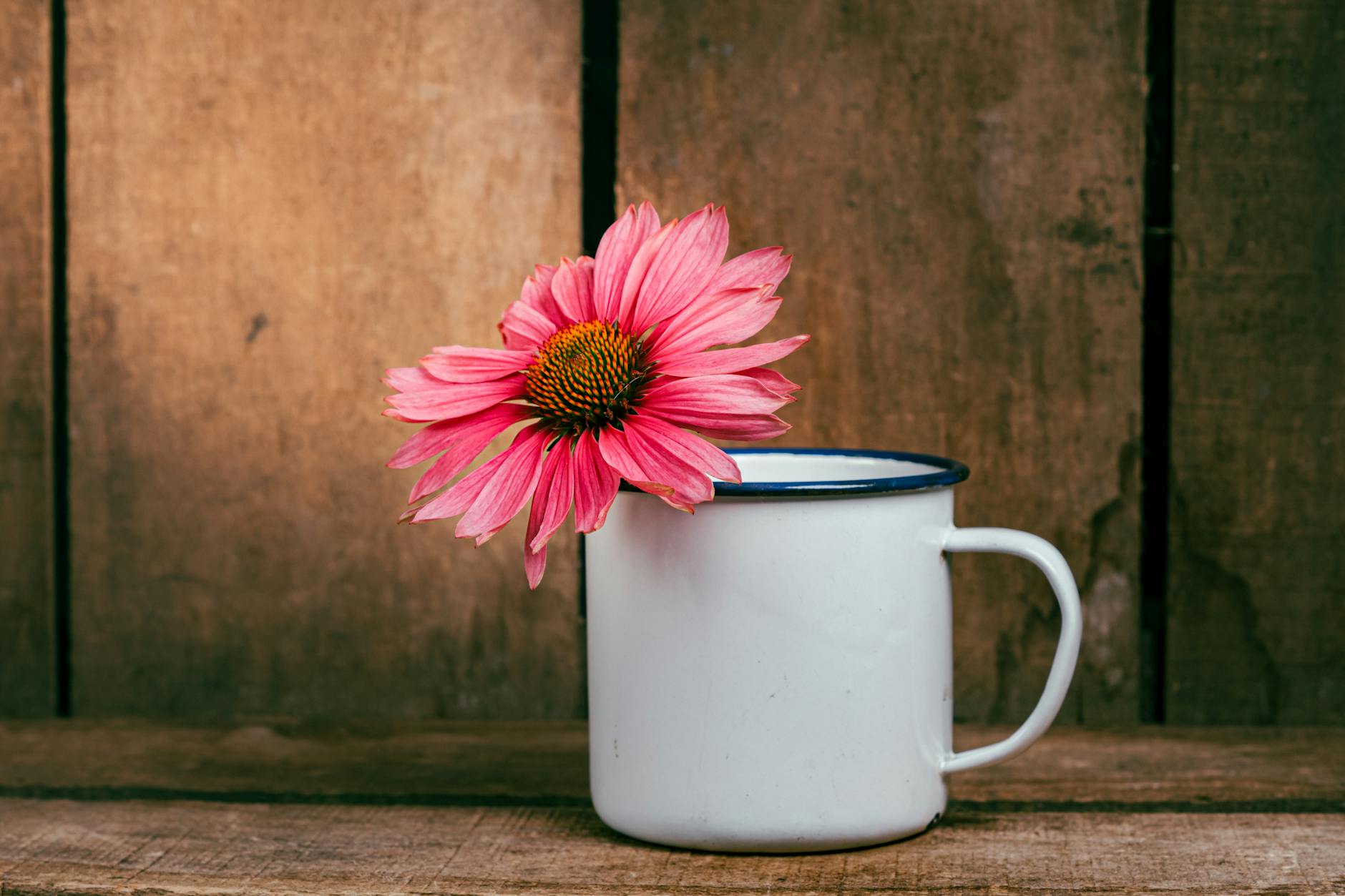 pink flower in white mug