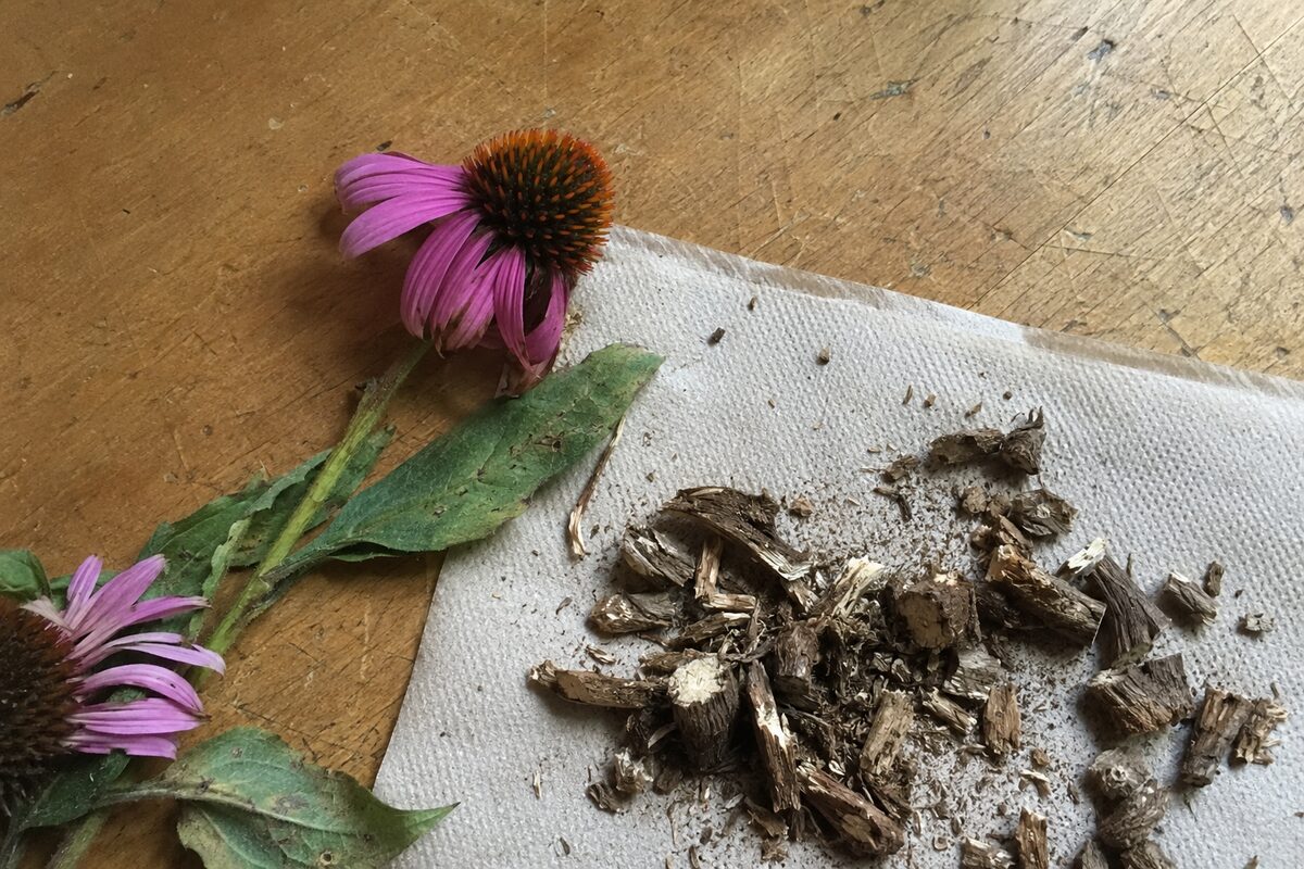 Top 10 Best Herbal Teas for Cold & Flu Season 9 Purple echinacea flowers and dried echinacea root prepared on a worktable