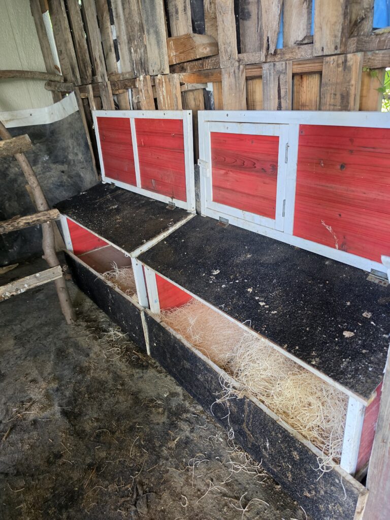Chicken coop nesting boxes with fresh bedding as part of preparing the flock’s shelter for colder weather.
